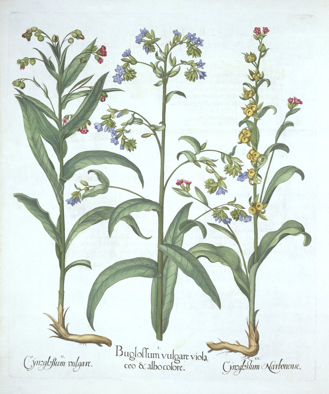 Blue Alkanet ve Two Varieties of Hounds Tongue, from Hortus Eystettensis, Basil Besler (1561-1629), pub. 1613 (el boyaması gravür) by German School