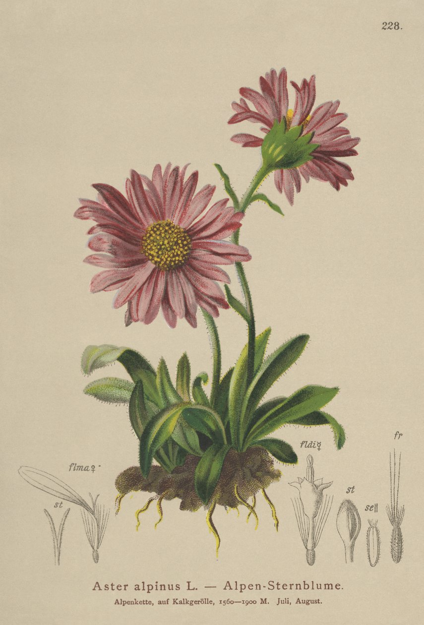 Mavi Alp Papatyası (Aster alpinus) by German School