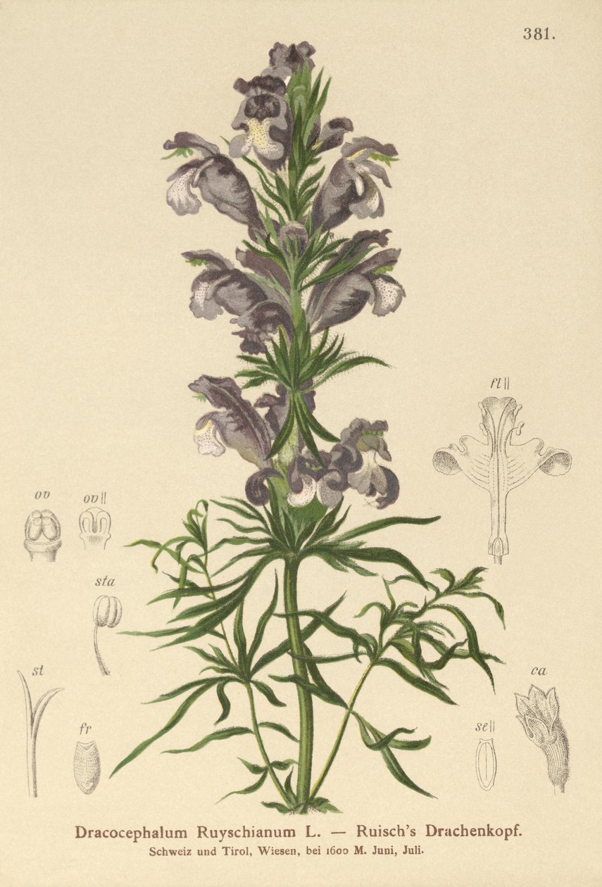 Mavi Ejderha (Dracocephalum Ruyschianum) by German School