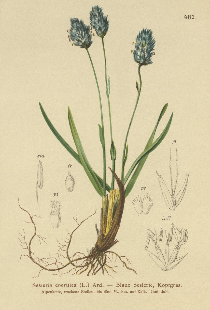Mavi Moor-grass (Sesleria caerulea, Sesleria uliginosa) by German School