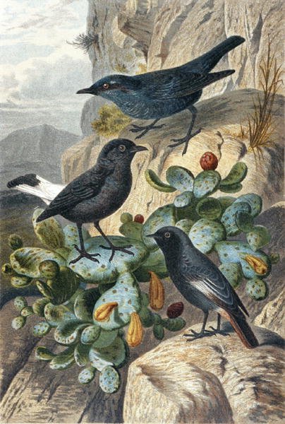 Blue Rock Thrush, Black Wheatear ve Redtail, "Brehms Tierleben: Allgemeine Kunde des Tierreichs", cilt 4, s. 57, Bibliographisches Institut tarafından yayınlandı by German School