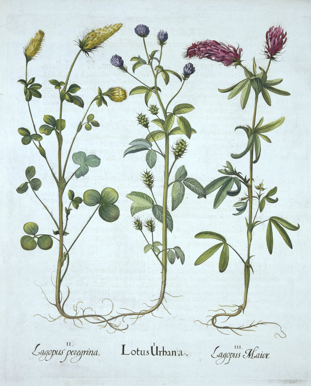 Mavi Troginella, Sarı Yonca, Kızıl Ağaç Yoncası, Hortus Eystettensis'ten, Basil Besler (1561-1629) pub. 1613 (el boyaması gravür) by German School