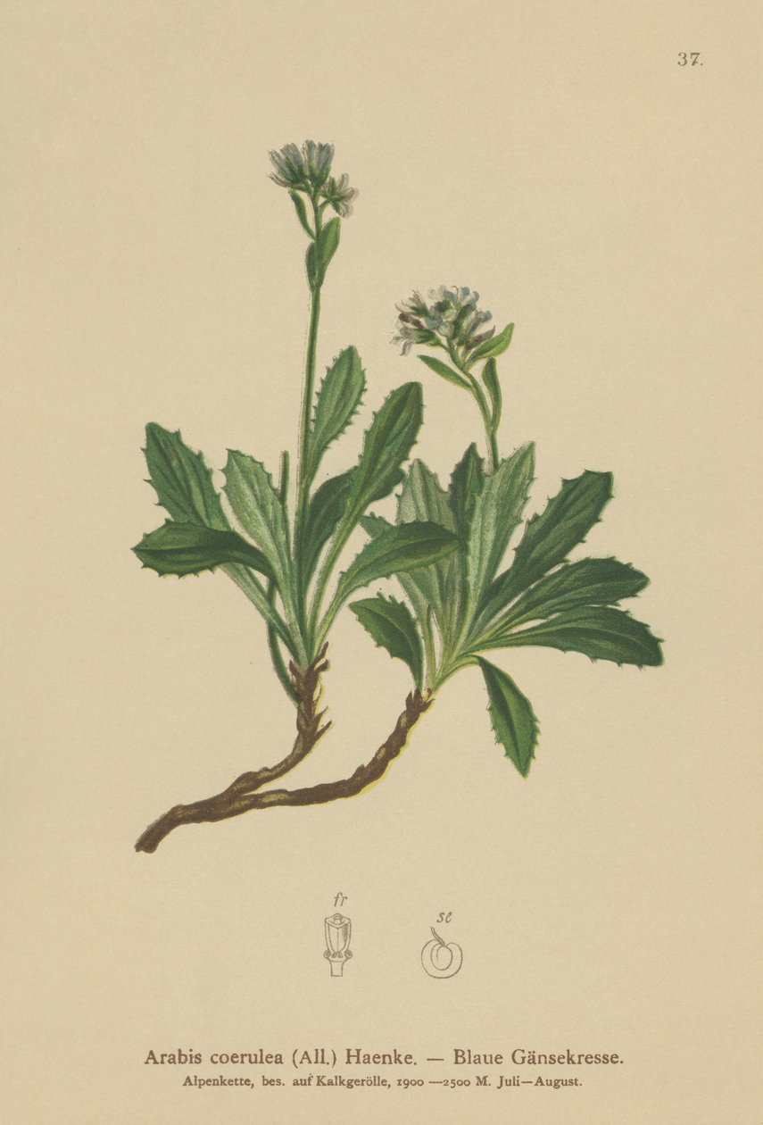 Mavi tere (Arabis caerulea, Arabis coerulea) by German School