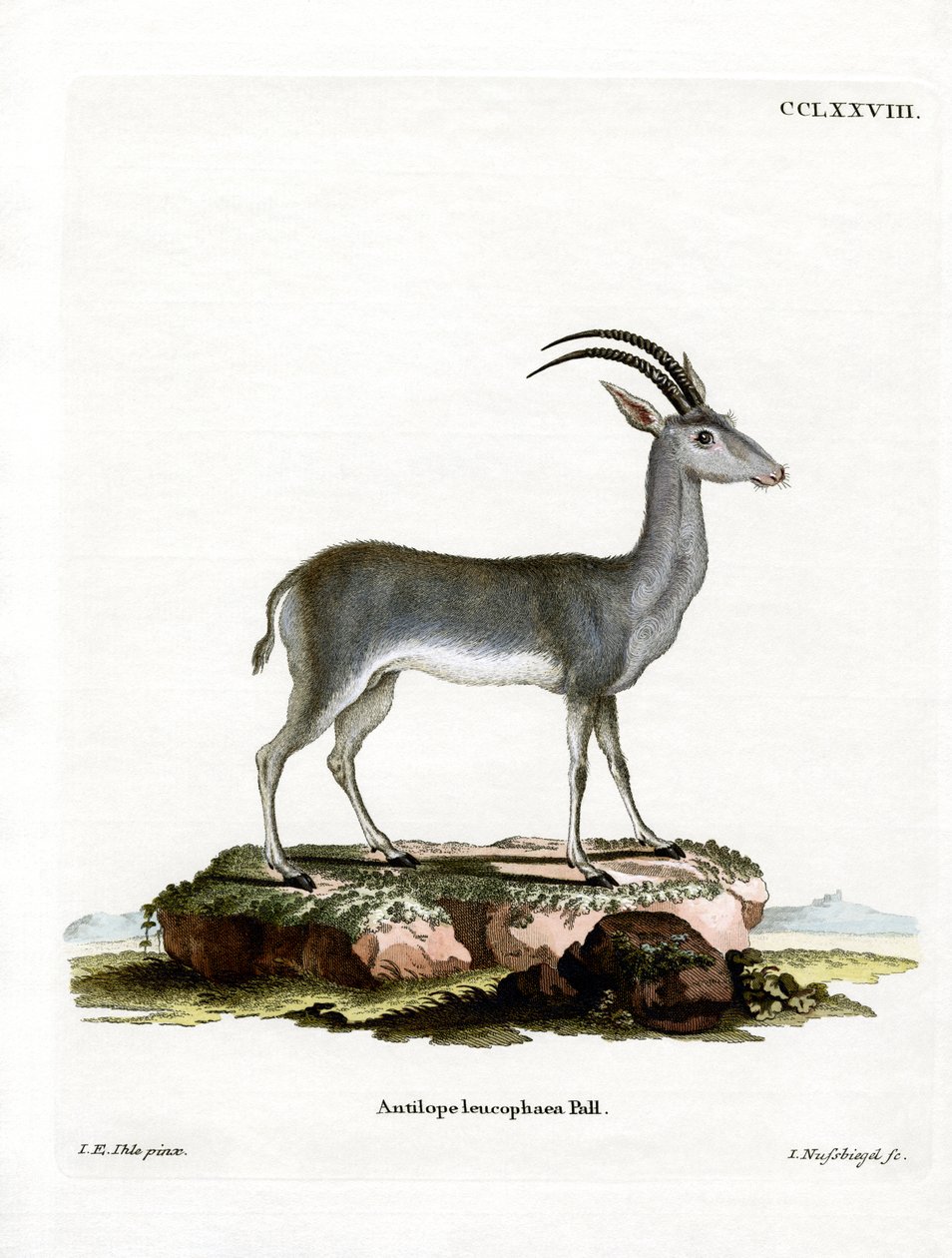 Bluebuck by German School