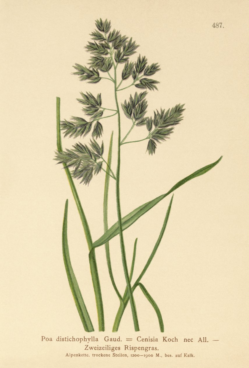 Bluegrass (Poa distichophylla, Poa Cenisia, Poa Contracta, Poa fontqueri, Poa oreophila, Poa psychrophila) by German School