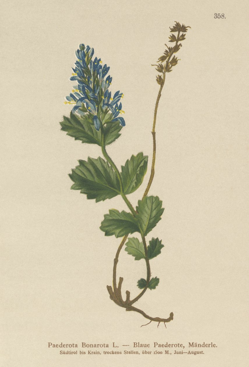 Mavimsi Paederota (Paederota Bonarota) by German School