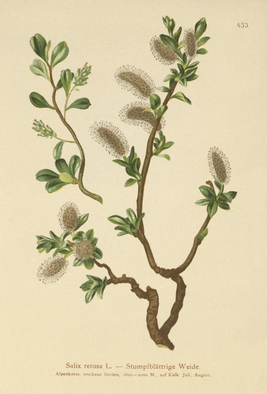 Kör yapraklı Söğüt (Salix retusa) by German School
