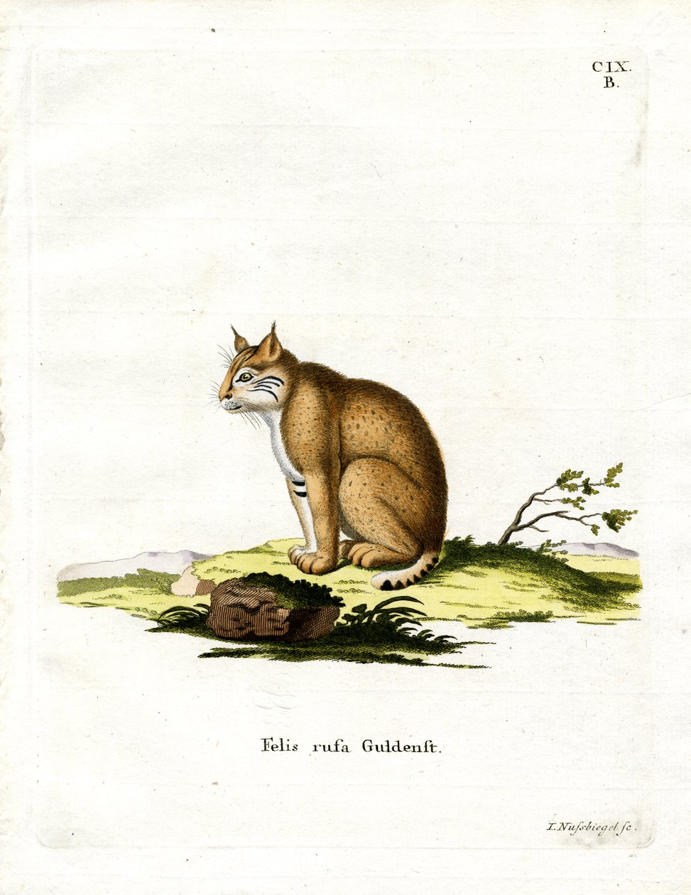 Bobcat (renkli gravür) by German School