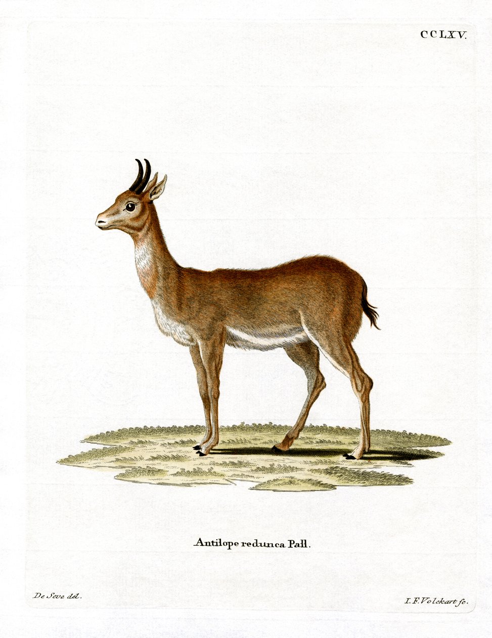 Bohor Reedbuck (renkli gravür) by German School