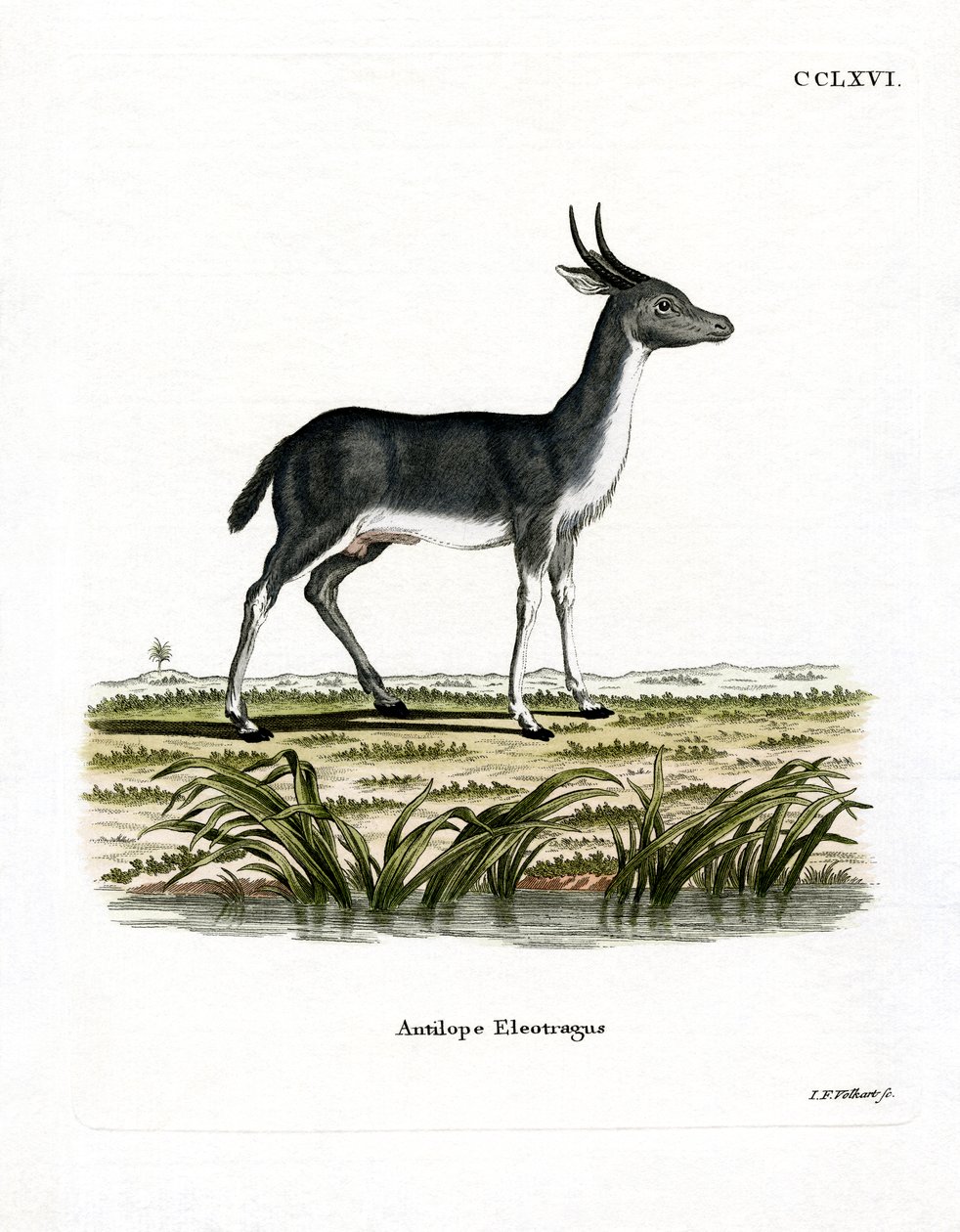 Bohor Reedbuck (renkli gravür) by German School