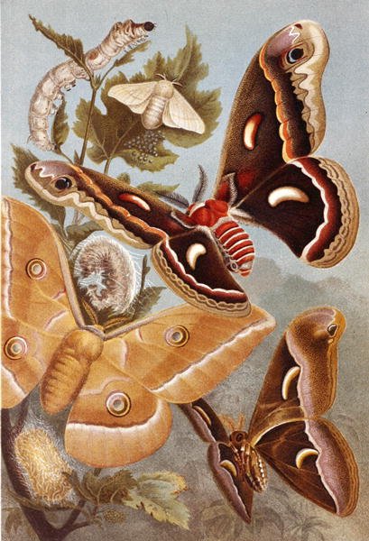 Bombycoid Moths, plaka "Brehms Tierleben: Allgemeine Kunde des Tierreichs", cilt 9, s.410, Bibliographisches Institut tarafından yayınlandı by German School