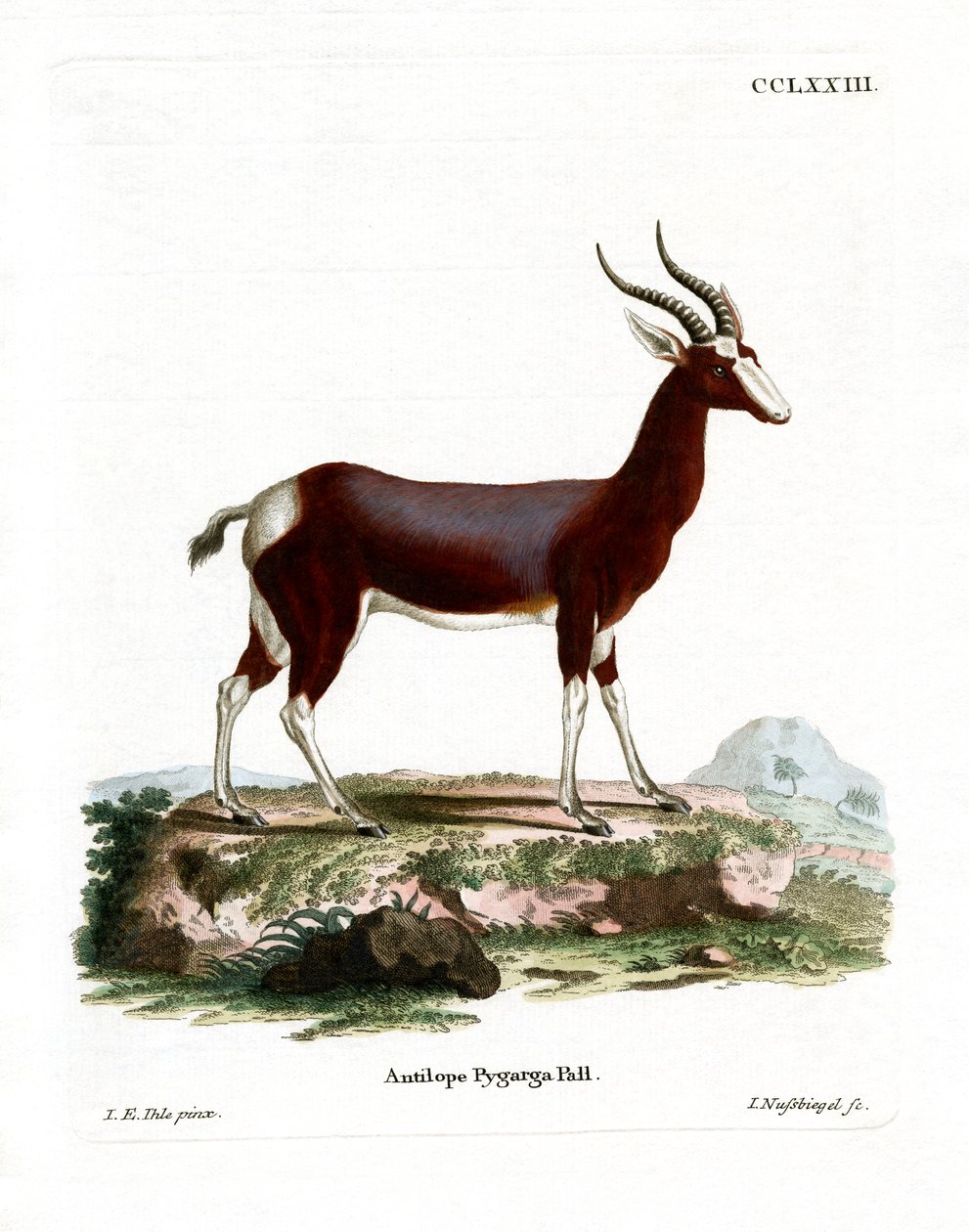 Bontebok (renkli gravür) by German School