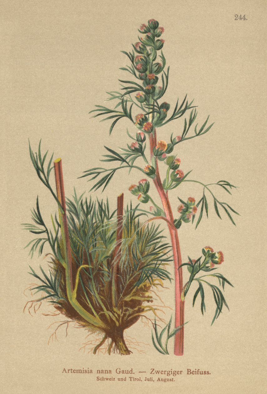 Boreal Pelin (Artemisia nana, Artemisia borealis) by German School