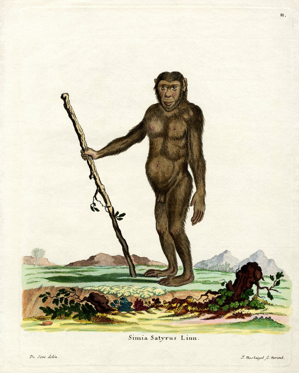 Bornean Orang-Outang (renkli gravür) by German School