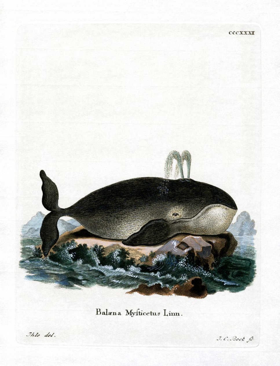 Bowhead Balina (renkli gravür) by German School