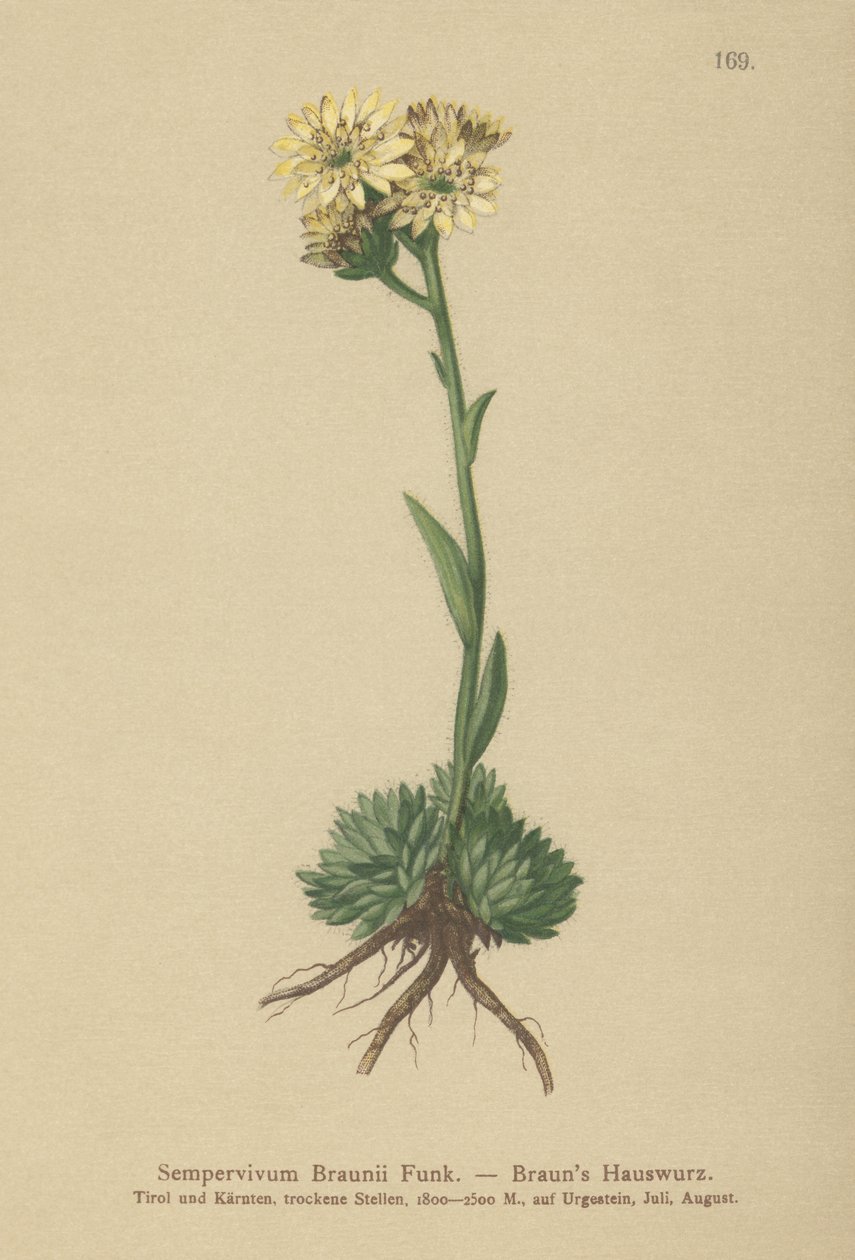 Brauns Tavuk ve Civcivler (Sempervivum Braunii) by German School