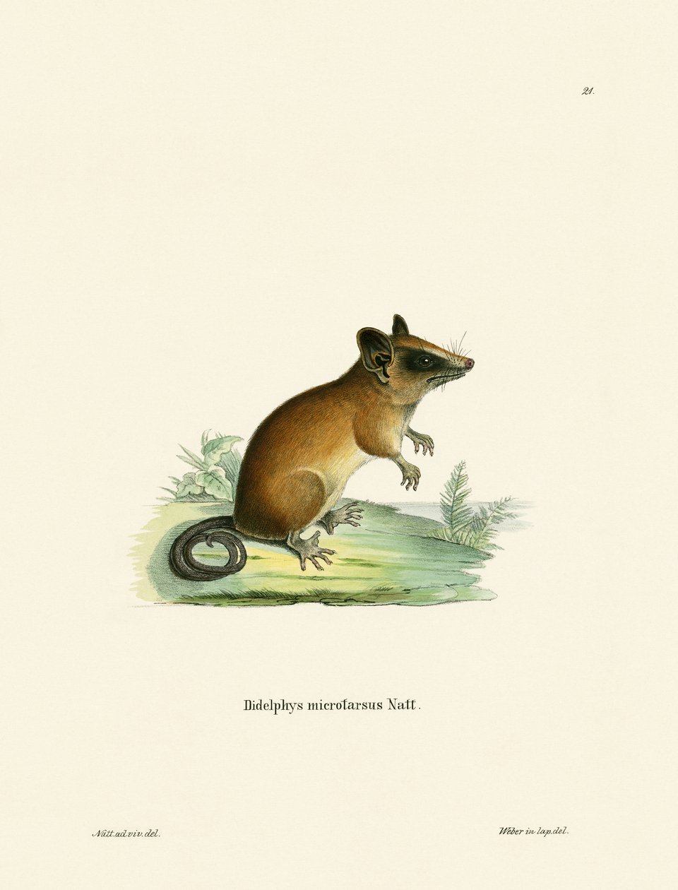 Brezilya Gracile Mouse Opossum (renkli gravür) by German School
