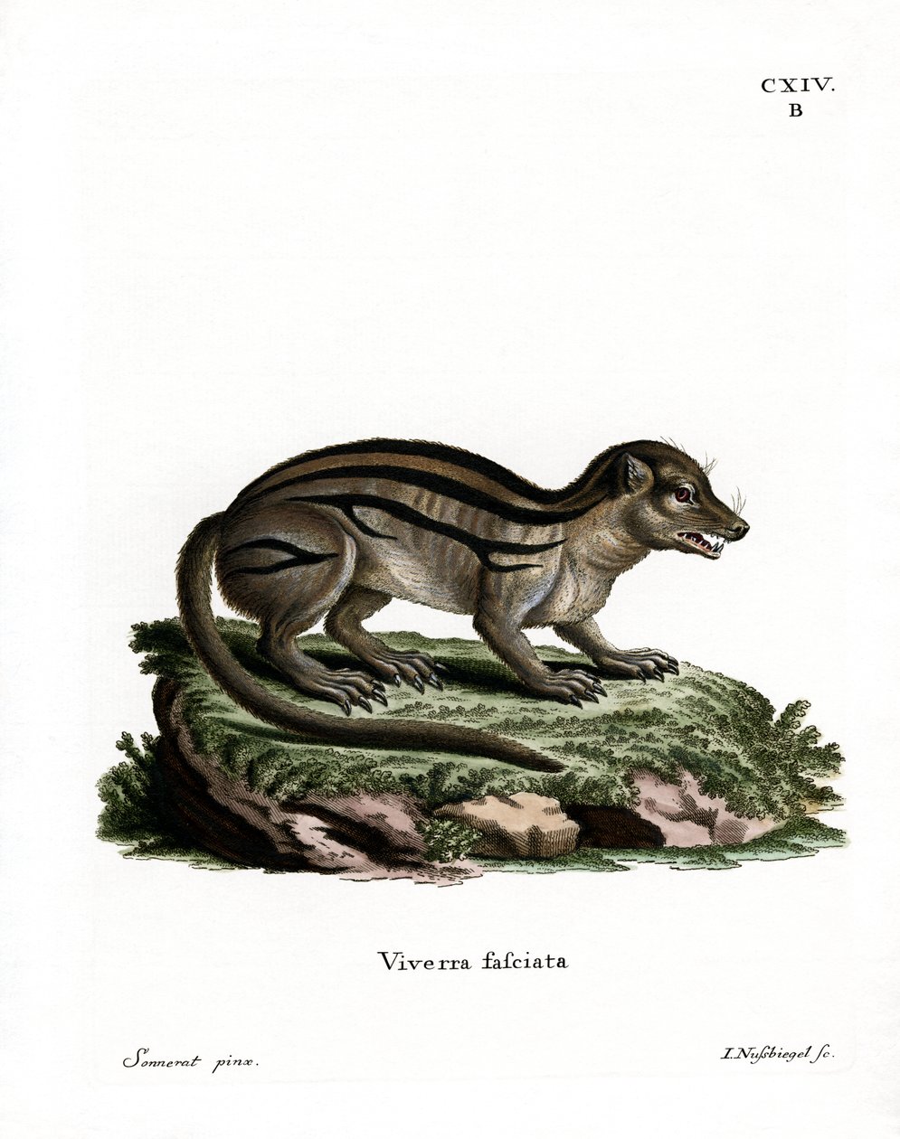 Geniş çizgili Madagaskarlı Firavun faresi (renkli gravür) by German School