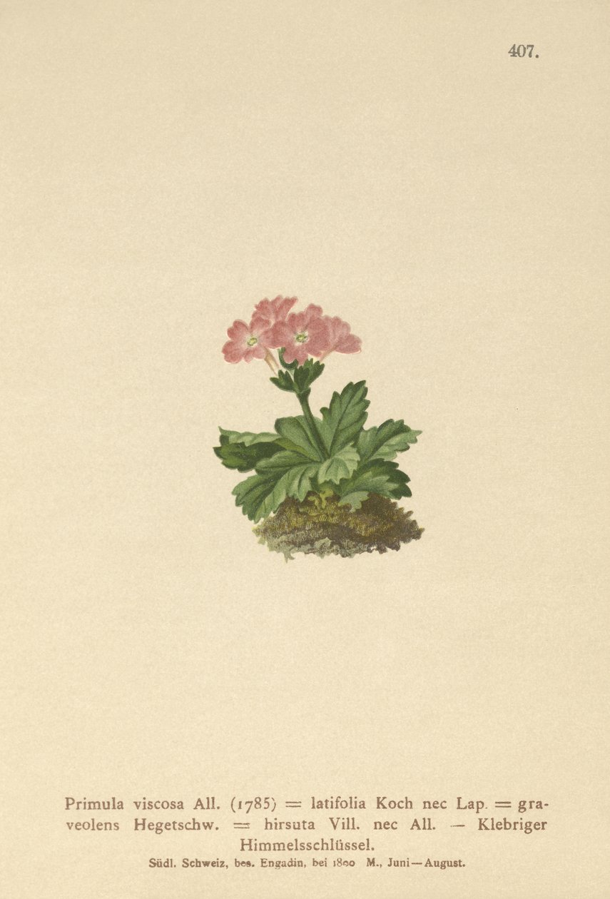 Geniş yapraklı Primrose (Primula viscosa, Primula latifolia, Primula hirsuta) by German School