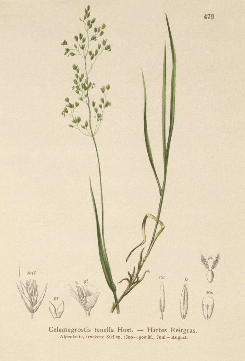 Kahverengi Bent (Agrostis schraderiana, Agrostis agrostiflora, Agrostis stricta, Agrostis vinealis, Calamagrostis tenella) by German School