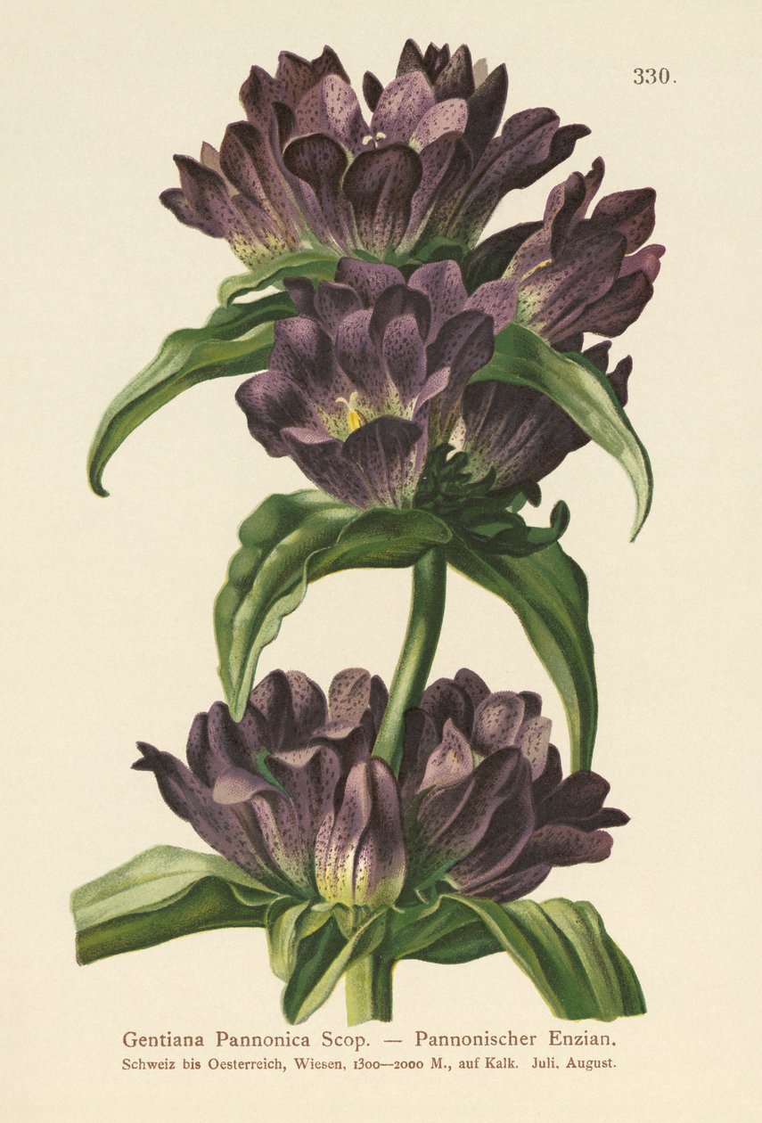 Kahverengi Centiyana (Gentiana Pannonica) by German School