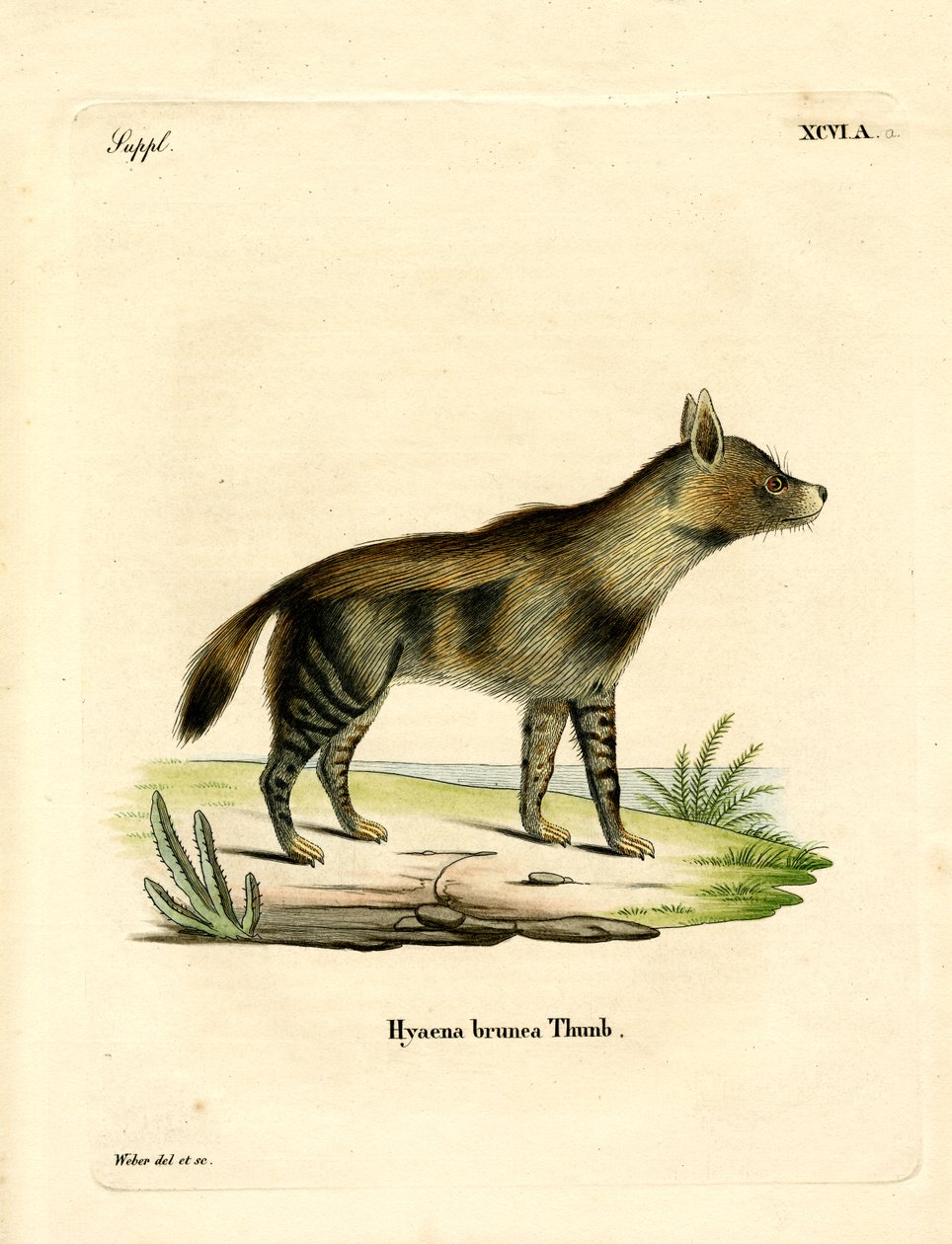 Kahverengi Sırtlan (renkli gravür) by German School