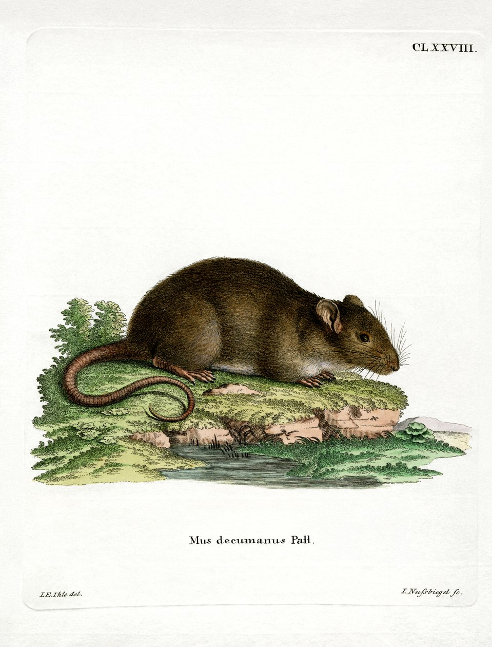 Kahverengi Fare (renkli gravür) by German School