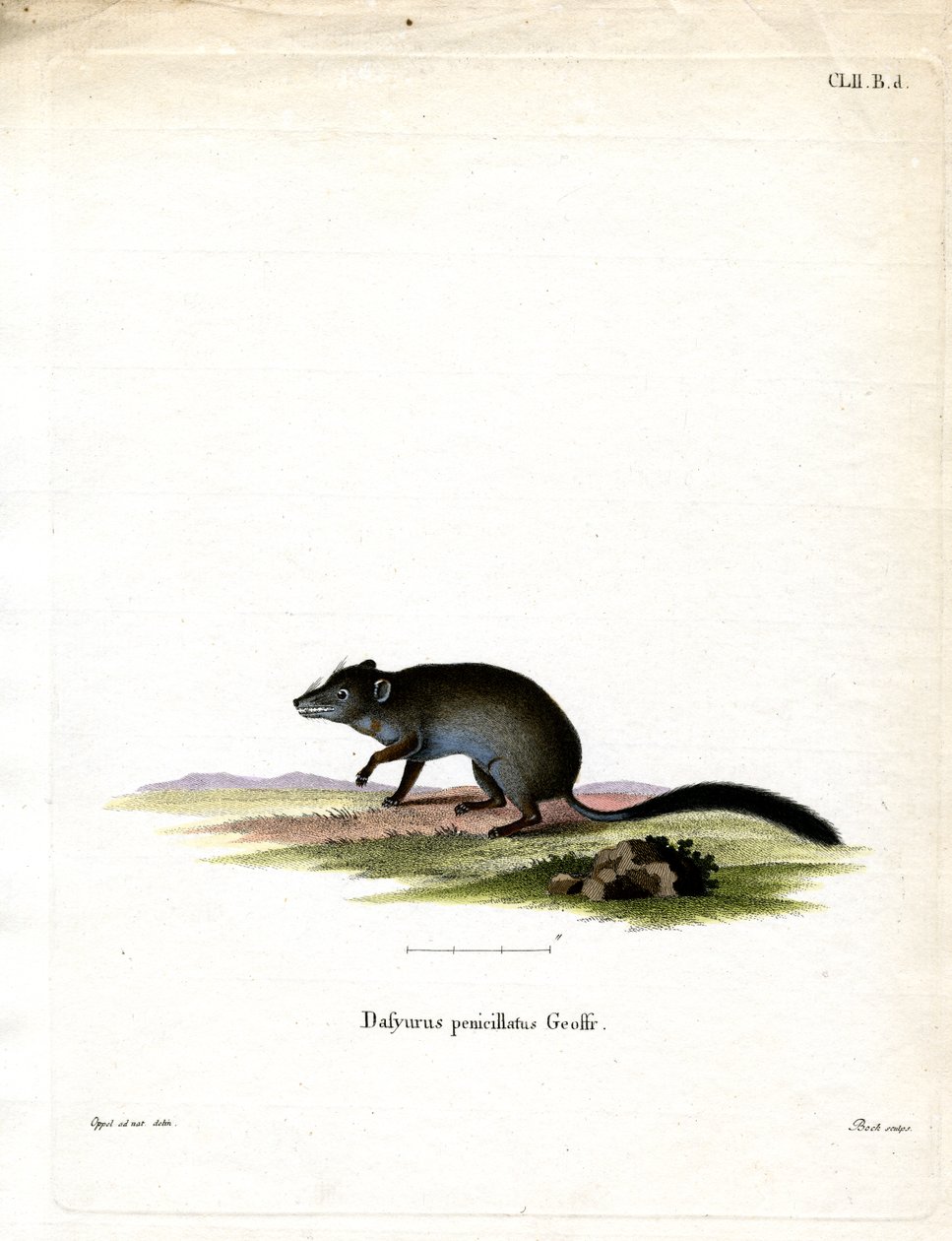 Fırça kuyruklu Phascogale (renkli gravür) by German School