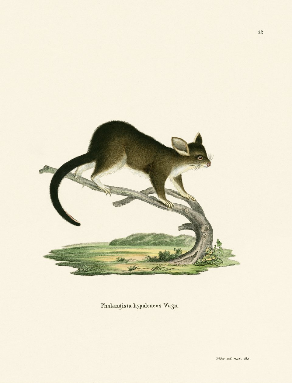 Fırça Kuyruğu Opossum by German School