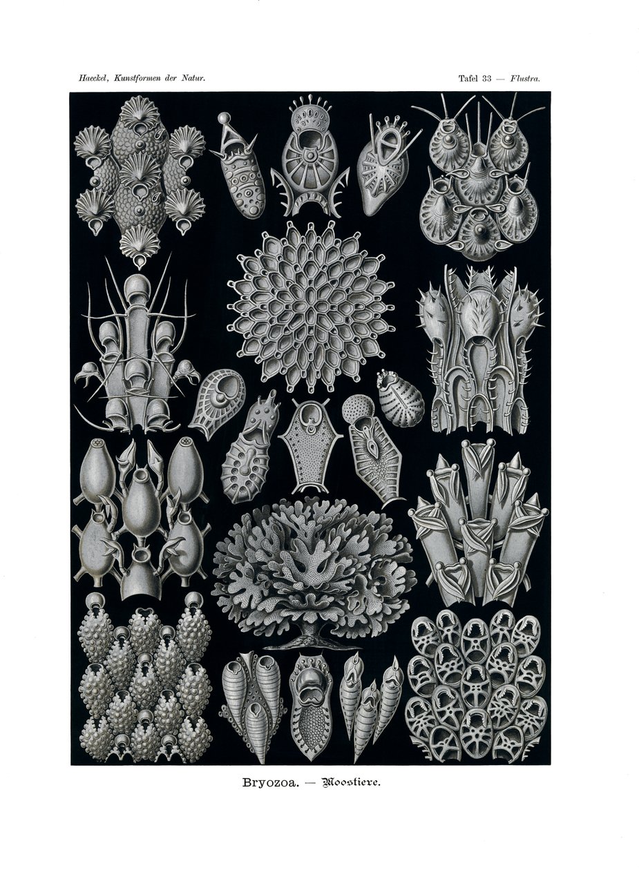 Bryozoa, 1899-1904 by German School