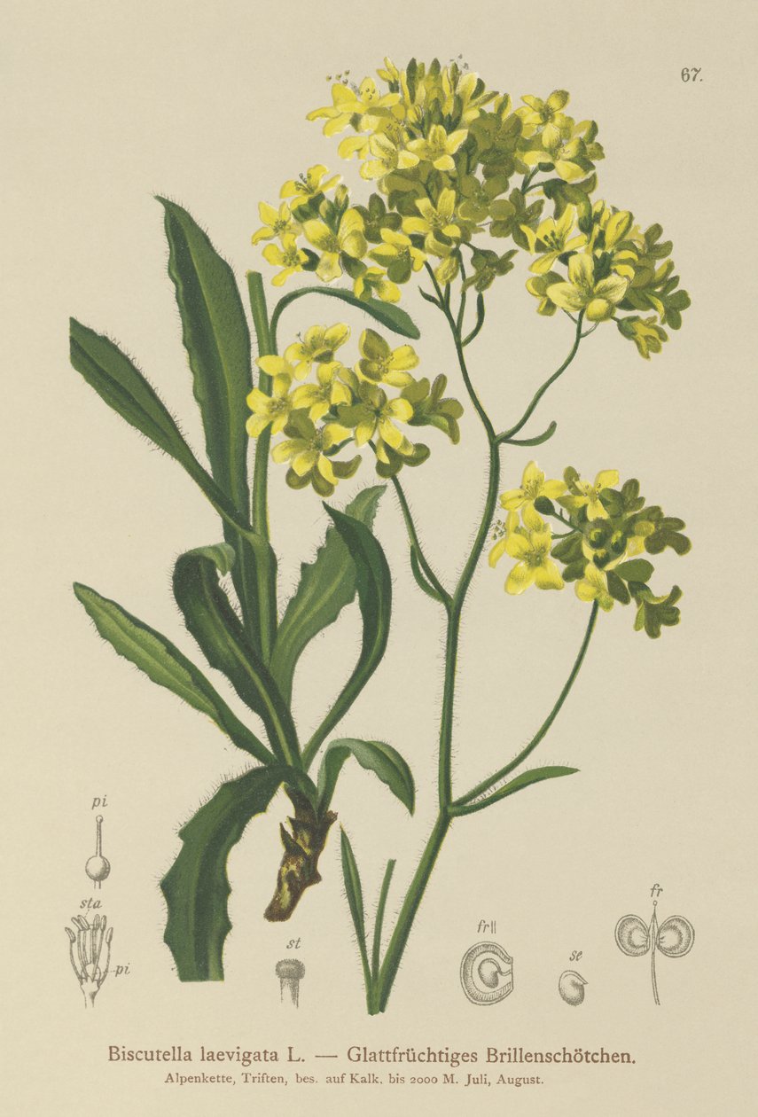 Buckler Hardal (Biscutella laevigata) by German School