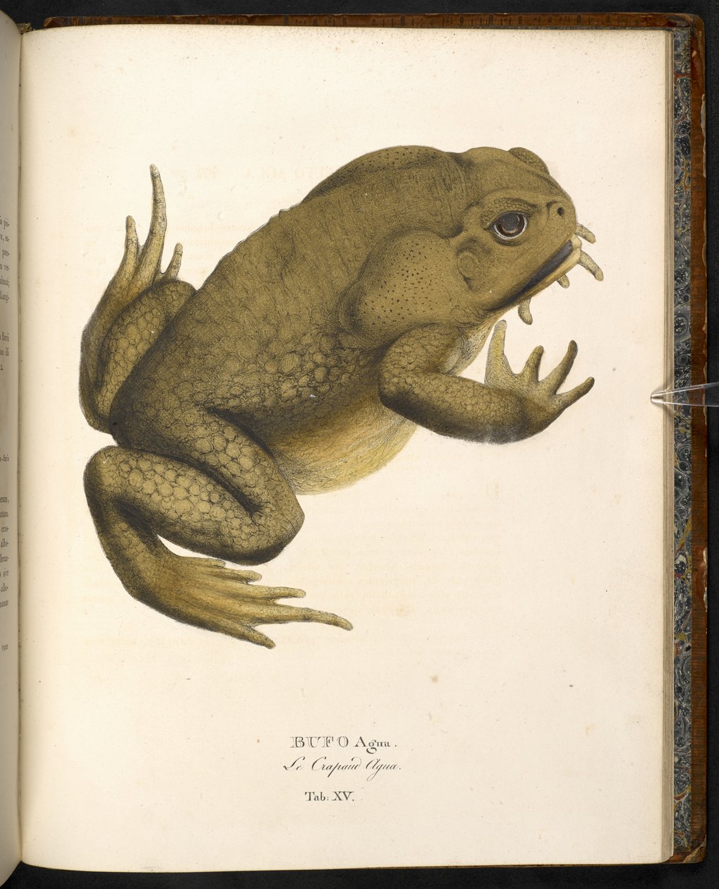 Bufo auga, baston kurbağası veya dev deniz kurbağası, Johann Baptist von Spix, Münih tarafından 