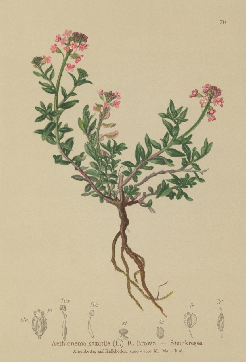 Yanmış Candytuft (Aethionema saxatile, Thlaspi saxatile) by German School