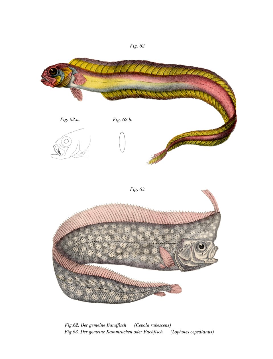 Oyuk Kırmızı Bandfish by German School