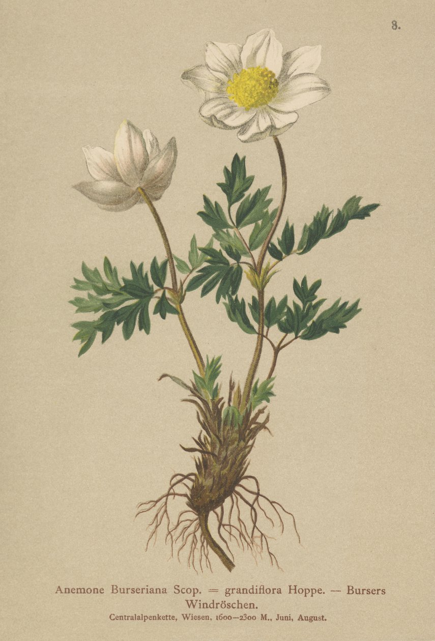 Bursers Anemone (Anemon Burseriana, Anemone grandiflora) by German School