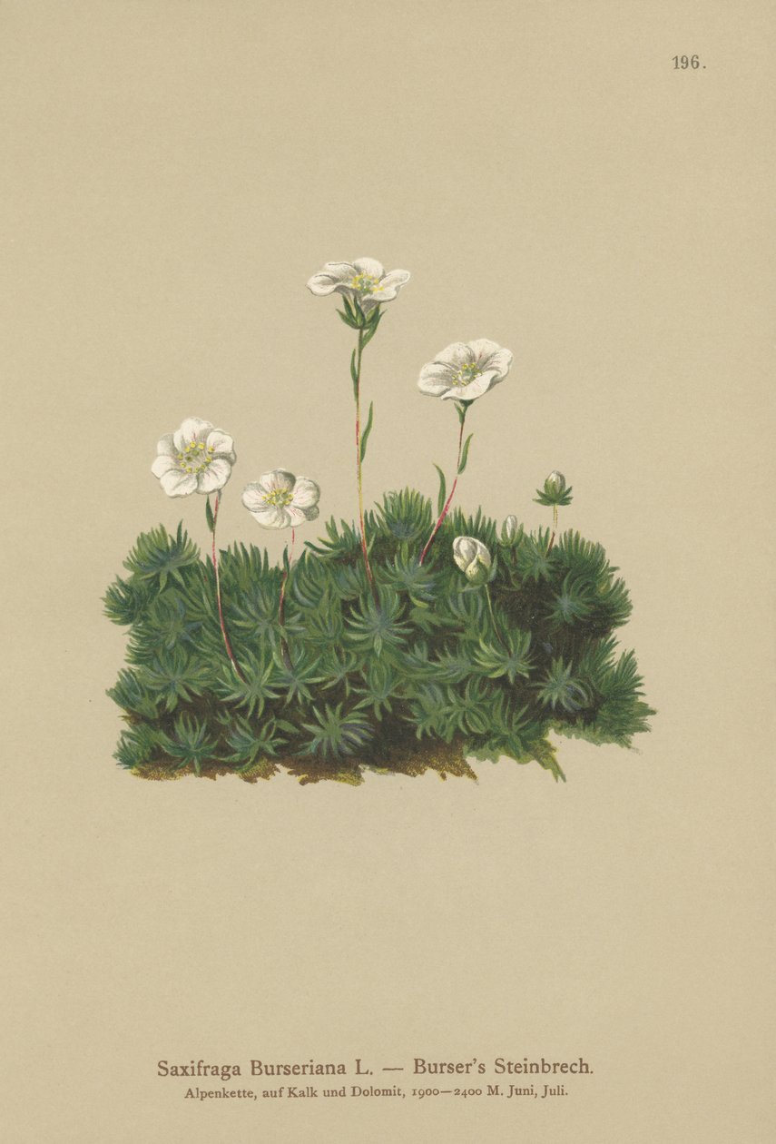 Bursers Saxifrage (Saxifraga Bursariana) by German School