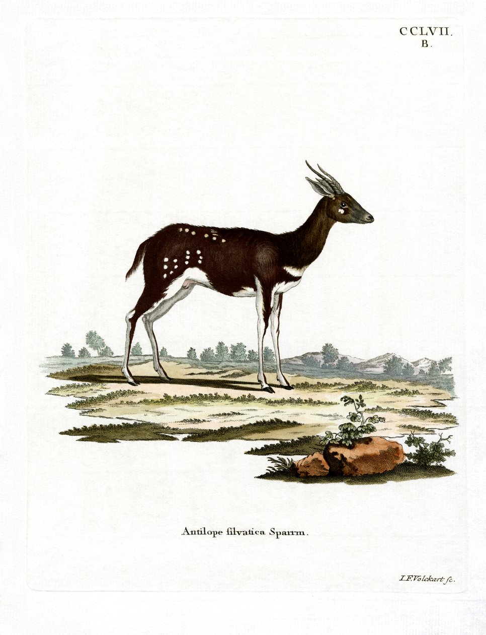 Bushbuck (renkli gravür) by German School