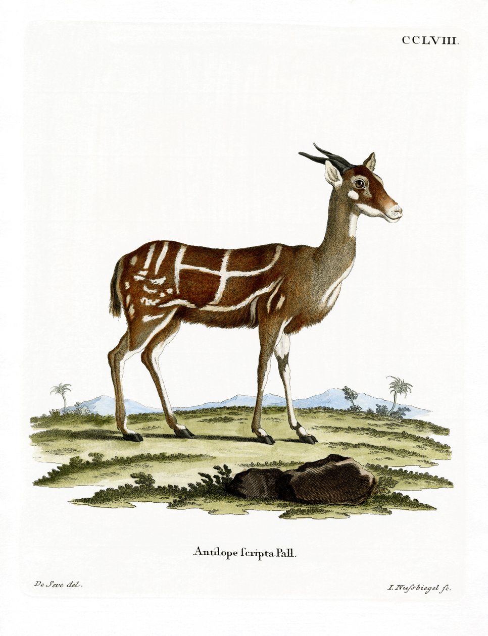 Bushbuck (renkli gravür) by German School