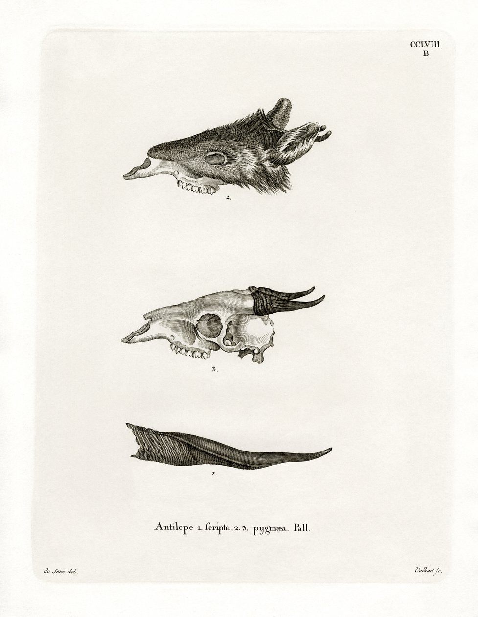 Bushbuck Boynuzları (renkli gravür) by German School