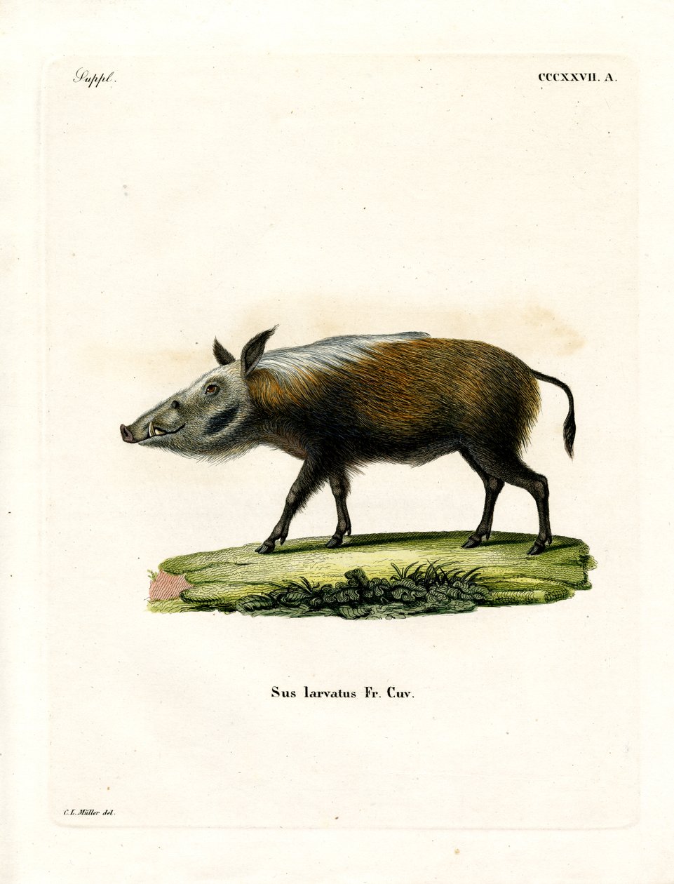 Bushpig (renkli gravür) by German School
