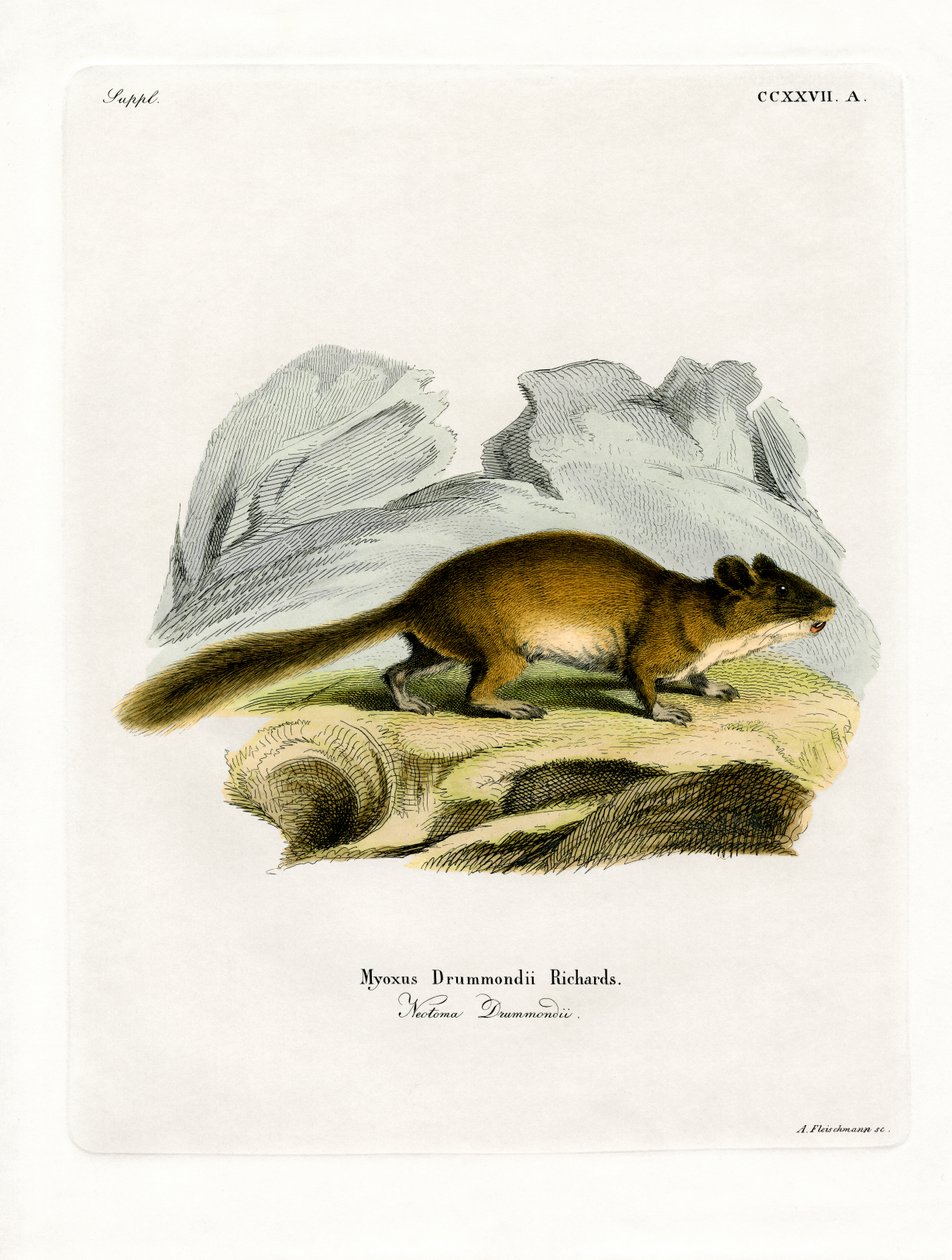 Gür kuyruklu Woodrat (renkli gravür) by German School