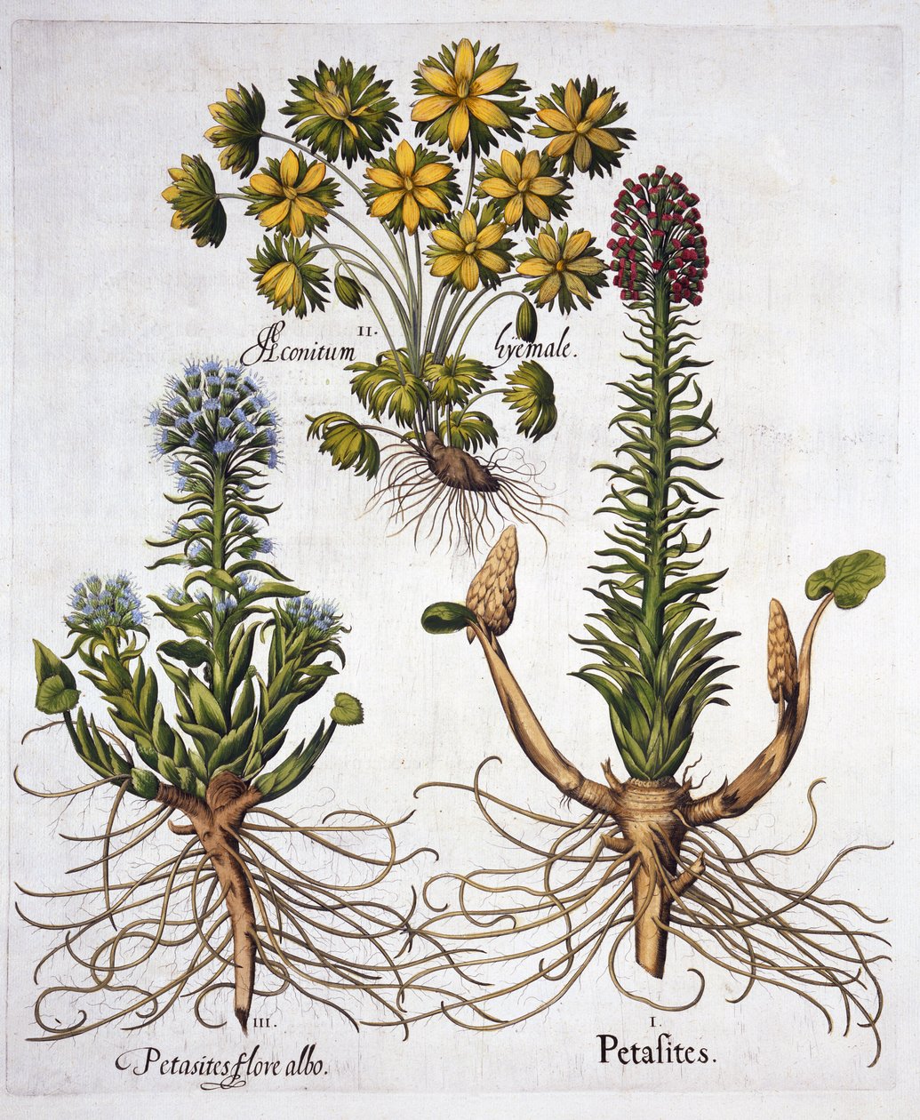 Hortus Eystettensis
