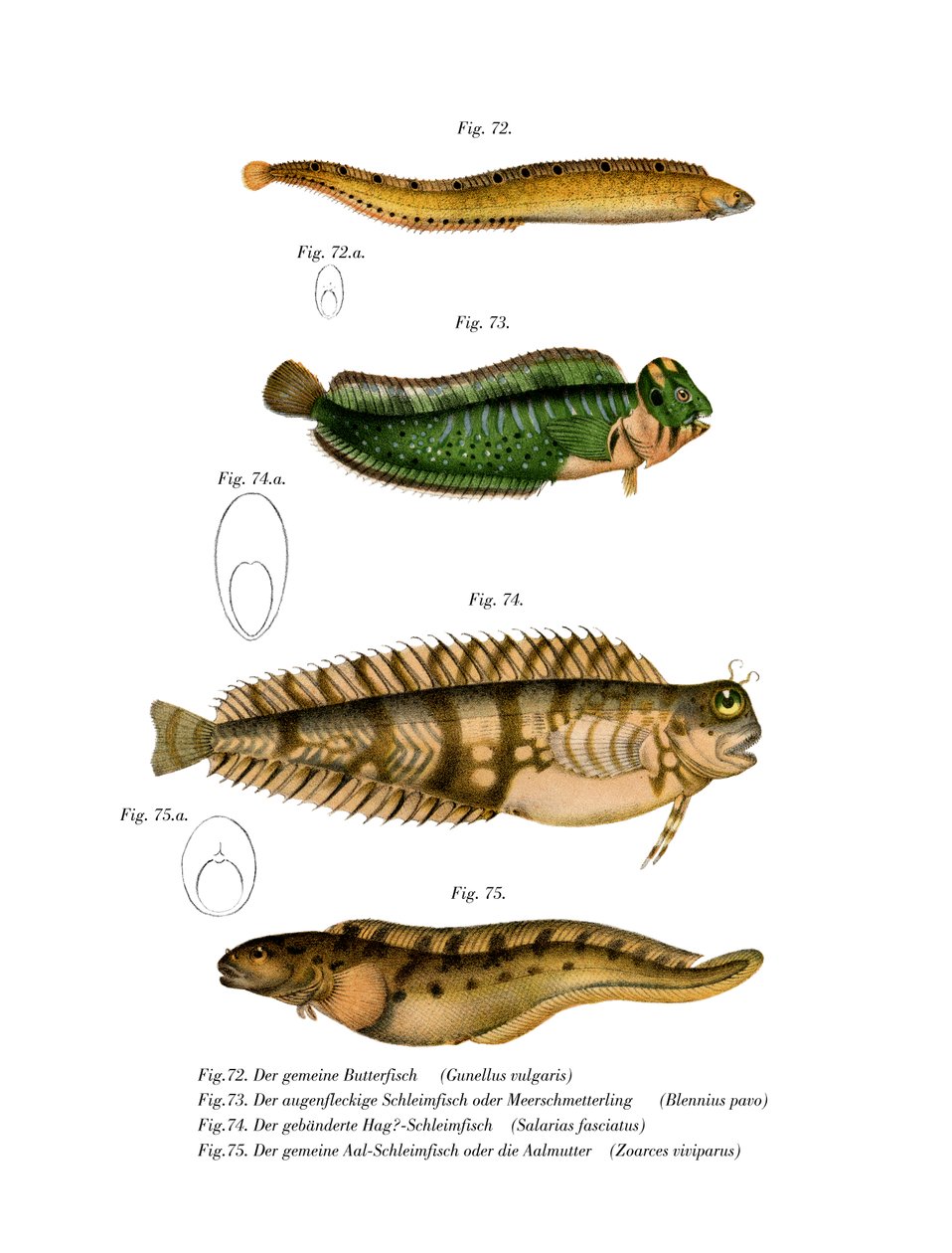 Butterfish (renkli lito) by German School