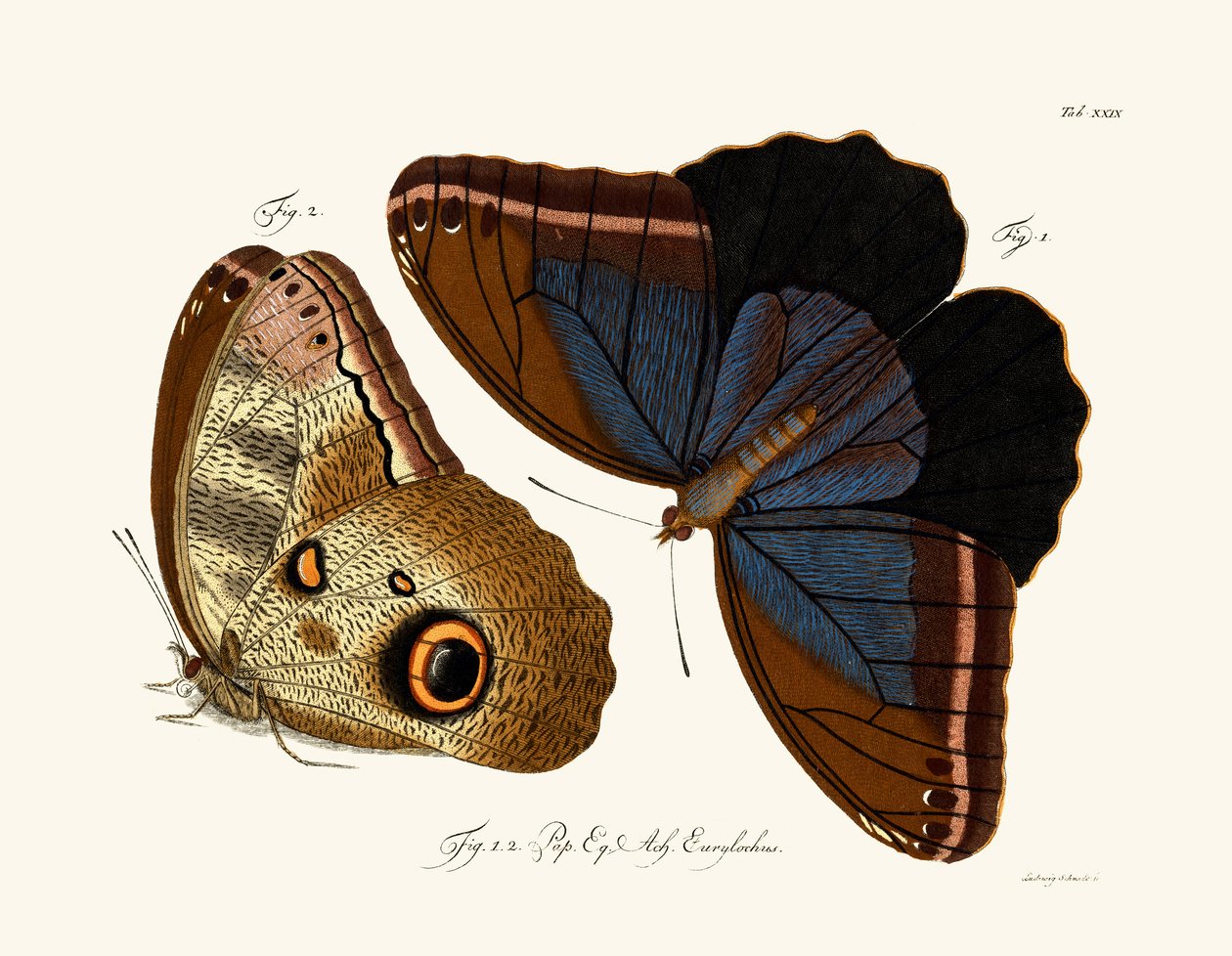 kelebekler by German School