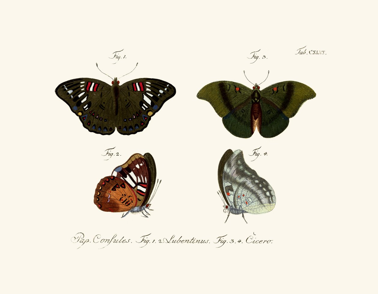 kelebekler by German School