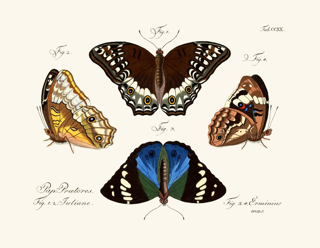 kelebekler by German School