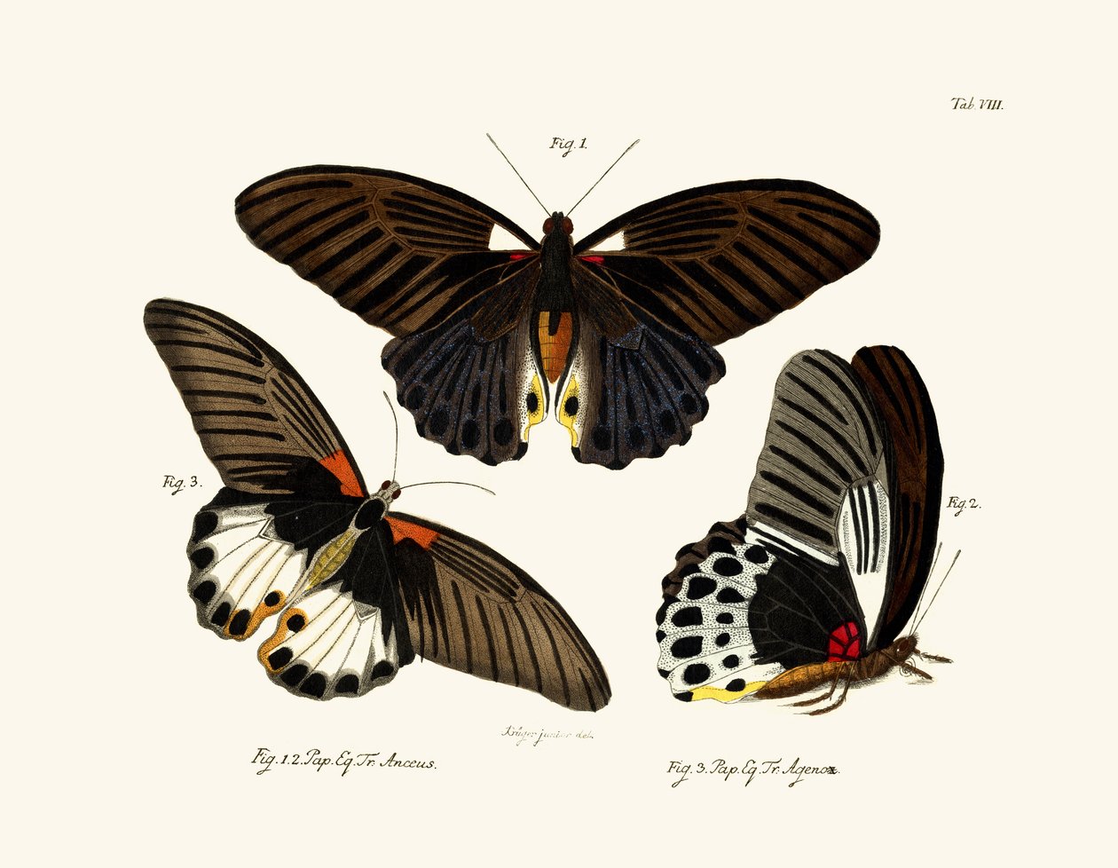 Kelebekler, 1783-1806 by German School