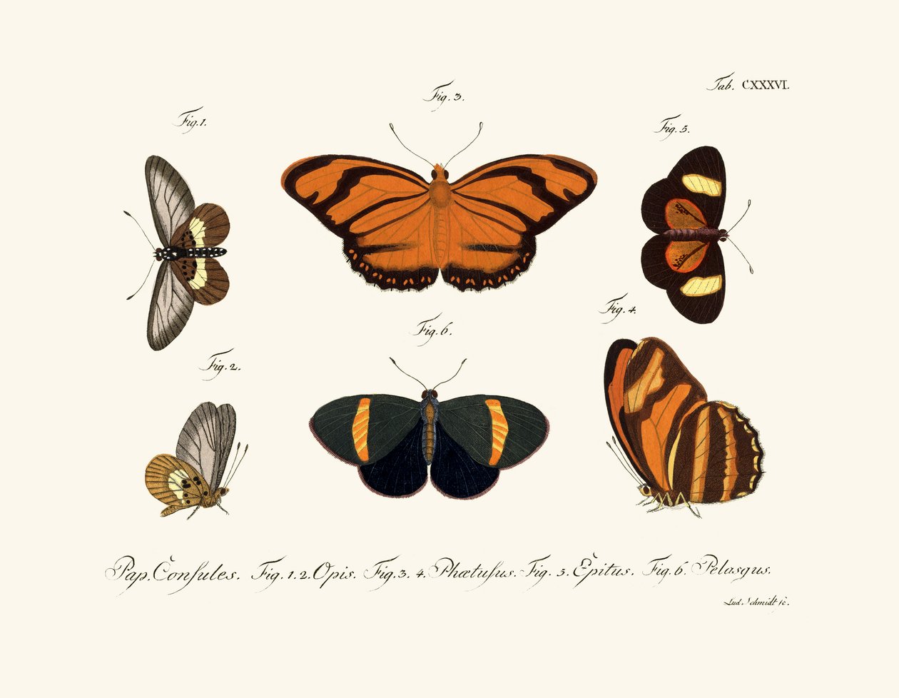 Kelebekler, 1783-1806 by German School