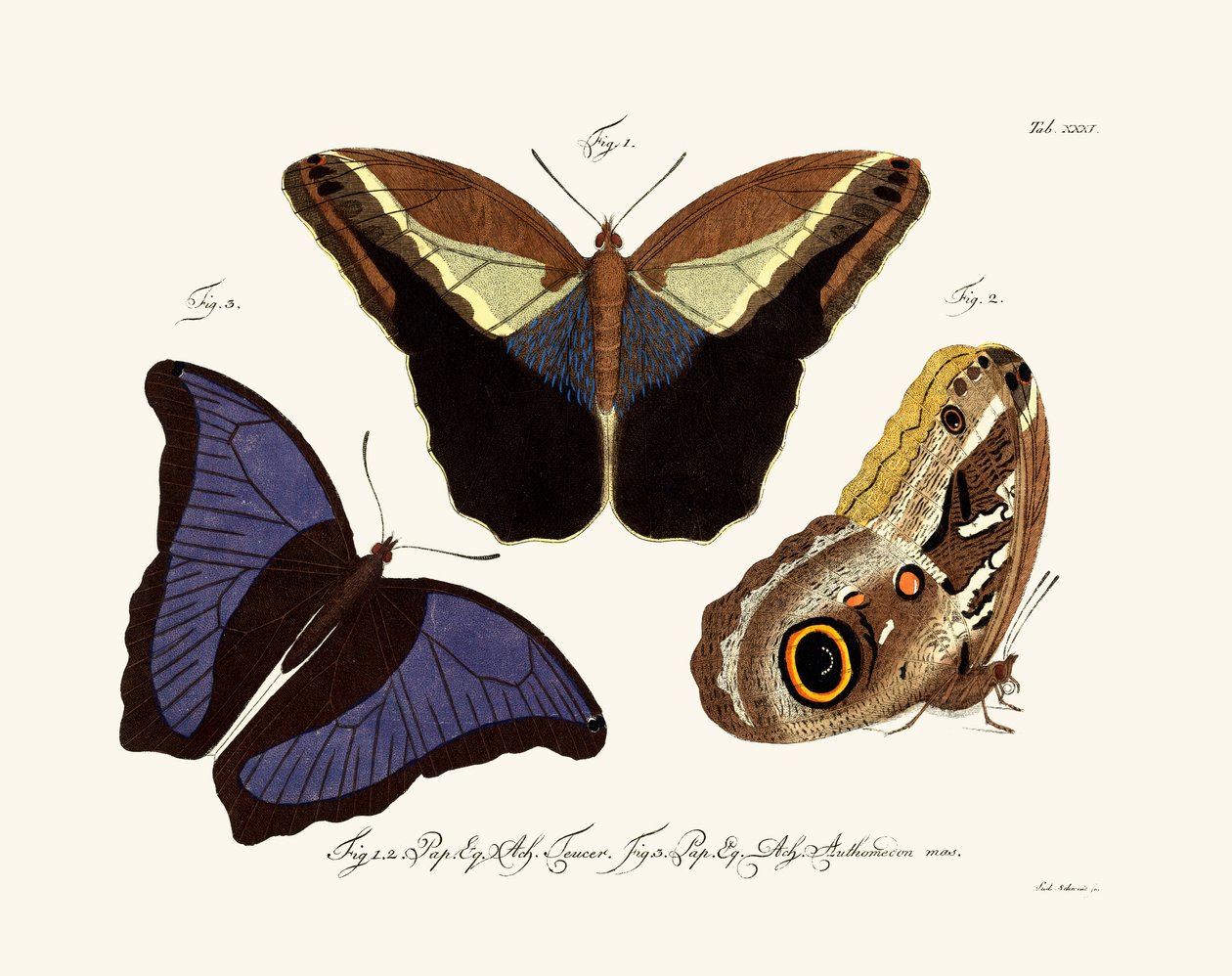 Kelebekler, 1783-1806 by German School
