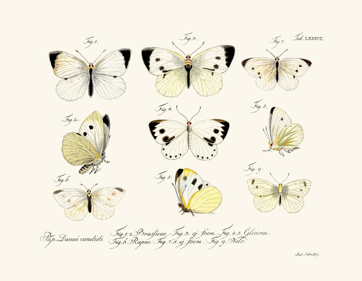 Kelebekler, 1783-1806 by German School